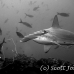 shark_hammerhead_scalloped_ci_h_0068_cr.jpg